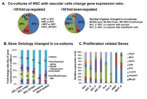 NSC와 혈관세포 동시배양 후 유전자 발현 분석