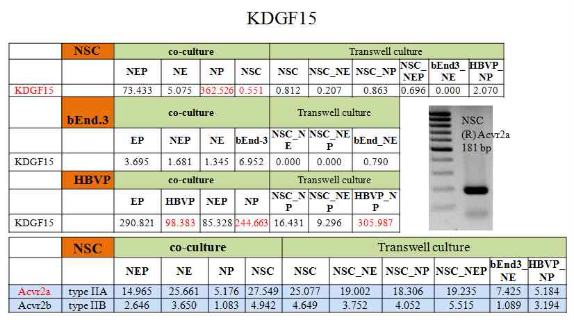 동시배양에서 혈관세포의 KDGF15 발현양과 NSC에서 수용체 발현 확인