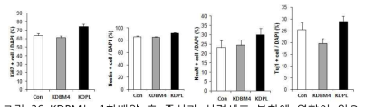 KDBM는 1차배양 후 증식과 신경세포 분화에 영향이 없으 나 KDPL은 증식과 신경분화를 촉진함