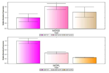 KDPL 발현 감소를 인간세포주 293T에 렌티바이러 스 감염을 통해 확인