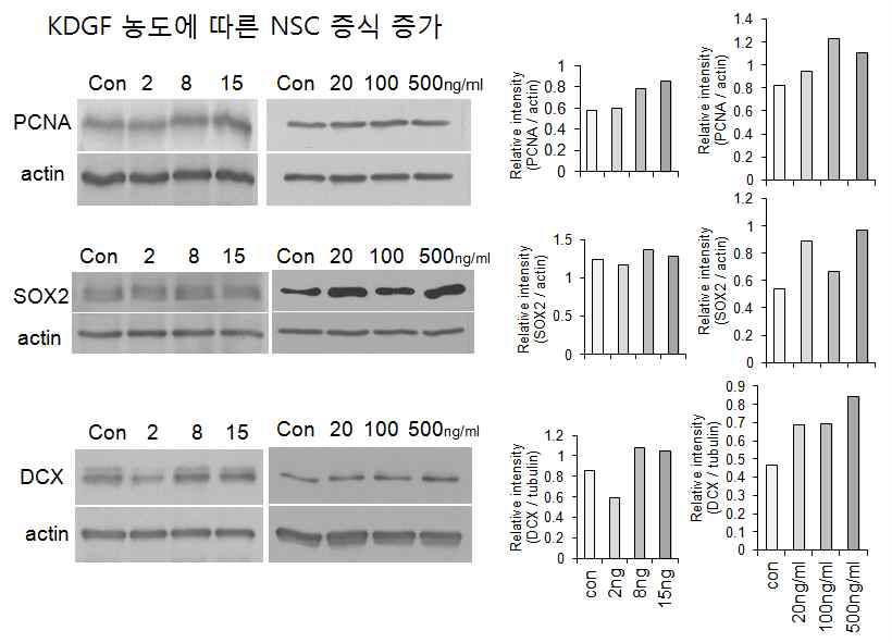 NSC에서 KDGF에의한 NSC 표지자 단백질 증 가