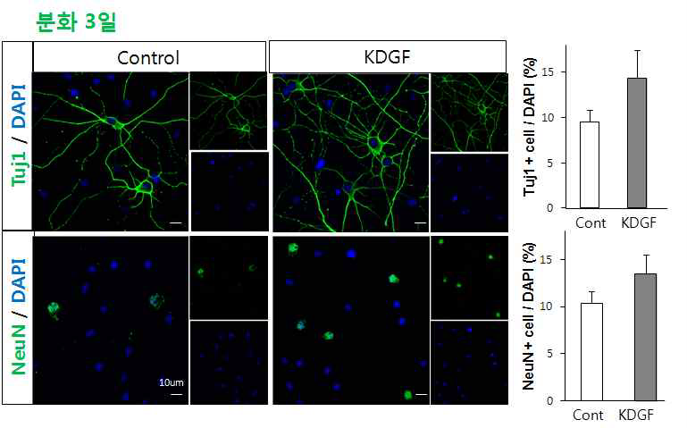 NSC에서 KDGF에의한 NSC 분화표지자 다소 증가