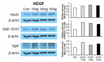 KDGF에 의한 NSC 가바성 분화 증진