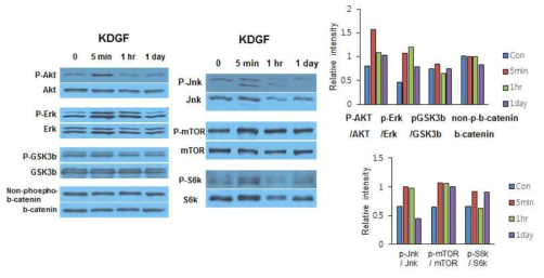 NSC에 KDGF 처리후 5분, 1시간, 1일 후 신호전달 단백질의 인산화 변화