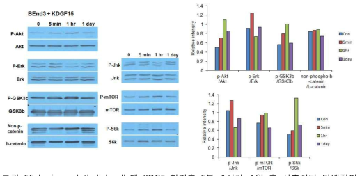 brain endothelial cells에 KDGF 처리후 5분, 1시간, 1일 후 신호전달 단백질의 인산화 변화