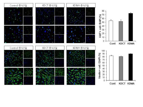 KDMA는 NSC 증식 촉진하나 KDCT는 촉 진하지 않음