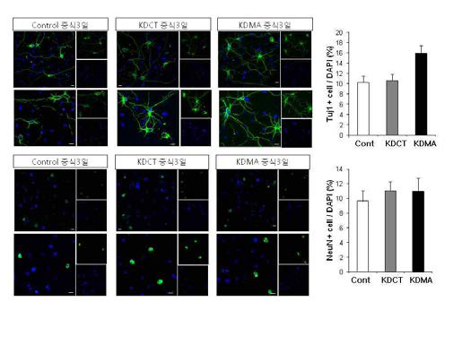 KDMA는 NSC 증식과 분화를 촉진하나 KDCT는 분화만 촉진함