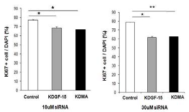 분비인자 KDGF, KDMA receptor siRNA를 NSC 1차 배양에 각 각 10, 30uM 처리하여 knock down한 후 NSC 증식 감소.