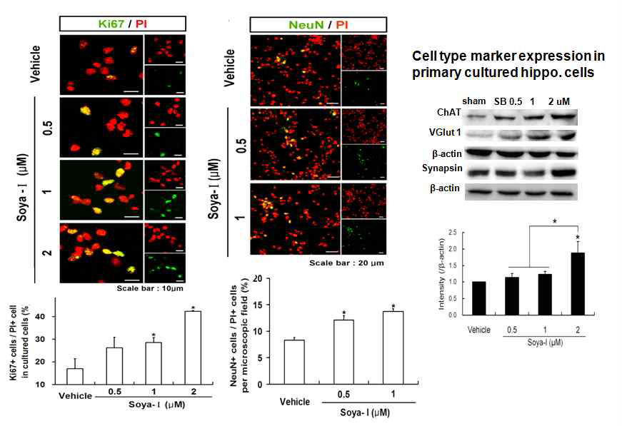 Soya-I을 1 차 배양한 NSC에 처리한 결과 NSC 증식이 크게 증가 하고 신경세포로의 분화 및 콜린성 세 포표지자인 ChAT 단백질 발현이 증 가됨