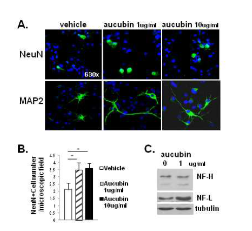 ACB은 1 ug/ml로 신경줄기세 포 배양에 처리하면 신경세포로의 분화 가 증가하여 신경세포 표지자인 NeuN, MAP2, Neurofilament등의 발현이 증가 함.