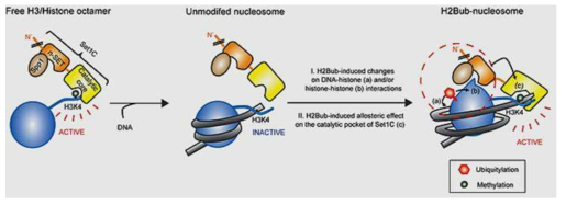 히스톤 H2B 유비퀴틴화에 의한 H3K4 메틸화효소의 활성화 분자기전