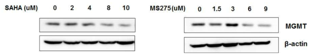 HDACi 처리시 MGMT의 발현 변화 분석