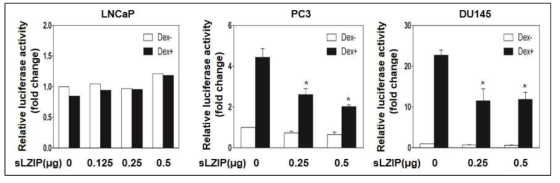 안드로겐 의존 및 비의존적 전립선암세포에서의 sLZIP 농도 의존적인 GRE 리포터 전사활성