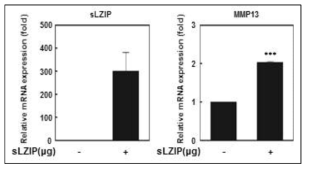 안드로겐 비의존적 전립선암 세포주에서 sLZIP 과발현에 의한 MMP13 mRNA 발현증가.