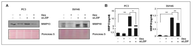 안드로겐 비의존적 전립선암세포에서 sLZIP에 의한MMP-10, MMP-13 단백질 분비량 증가.