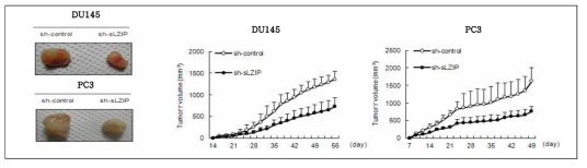 동물모델에서 sLZIP에 의한 안드로겐 비의존적 전립선암세포 증식