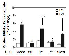 sLZIP 1st LxxLL가 ER 전사활성 조절에 중요