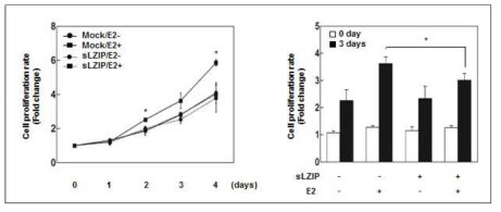 sLZIP에 의한 유방암세포주의 세포 성장 억제