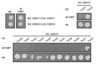 CBSX3의 mitochondria thioredoxin interaction partner 확인.