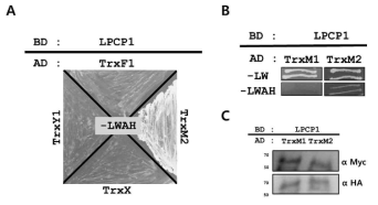 LPCP1과 chloroplast thioredoxin들의 yeast two hybrid assay.
