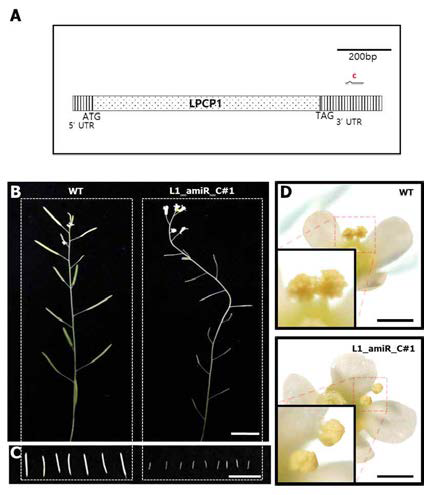 LPCP1 knock-down 식물체의 표현형 분석.