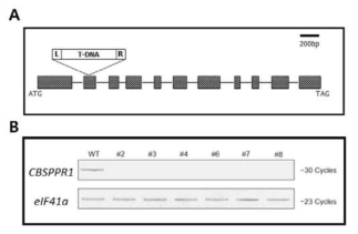 (A) CBSPPR1 유전자와 T-DNA insertion 모식도. (B) RT-PCR을 통 한 CBSPPR1 knock-out 식물체 확인.