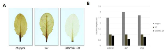 CBSPPR1 유전자 과발현체, 야생형, 돌연변이체에서의 ROS 축적 확인