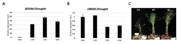CBSX5의 drought에 대한 반응.