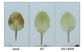 CBSX6 유전자의 과발현체, 야생형 및 돌연변이체 rosette leaf의 DAB staining.