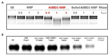 AtBBD1의 RNase activity test.