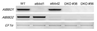AtBBD1, AtBBD2, KO, DKO 식물체들의 RT-PCR.
