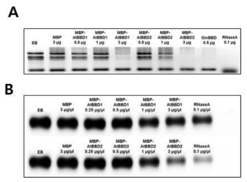 AtBBD2의 RNase activity test.