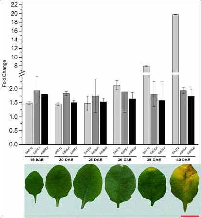 식물의 노화에 따른 AtBBD1과 AtBBD2의 발현량 변화.