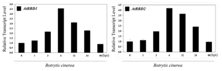 AtBBD1과 AtBBD2의 Botrytis cinerea 처리 시 발현 변화.