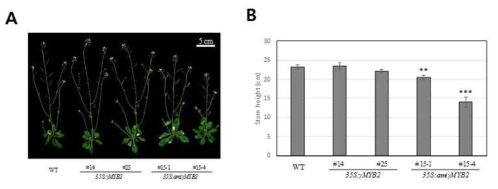 γMYB2의 발현량에 따른 식물체의 생장 비교.