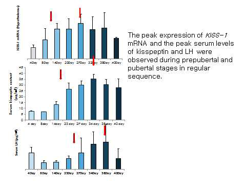 시상하부 kiss-1유전자 발현과 혈청 kisspeptin, LH 농도