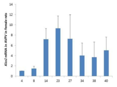 시상하부 중 AVPV에서의 Kiss1 mRNA 의 발현의 변화