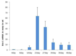 난소에서의 Kiss1 mRNA 의 발현의 변화