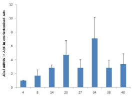 난소 제거 후 시상하부의 ARC에서의 Kiss1 mRNA의 발현 정도 변화