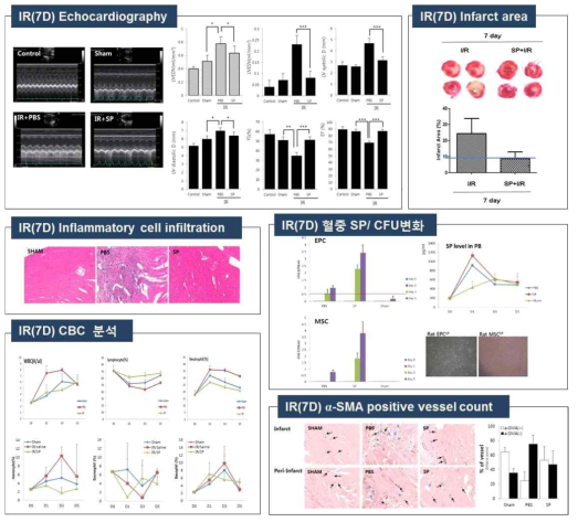 쥐 허혈-재관류 심근경색에서 SP 에 의한 심근경색 치료 효과