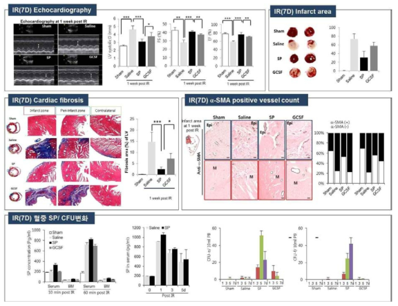 SP 의 심근경색 치료 효과 및 G-CSF 치료와 비교 연구 I