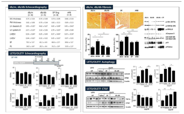 db/db 마우스 당뇨성 심부전에서 SP에 의한 심근 변화