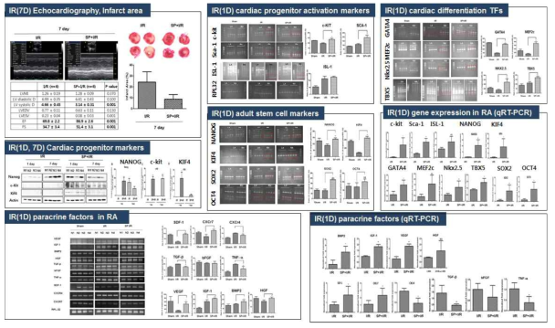 쥐 심근경색에서 SP 에 의한 심장줄기세포 관련 유전자 증가