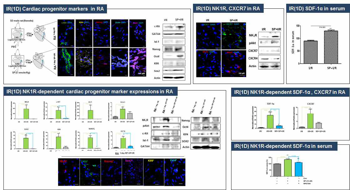 쥐 심근경색에서 SP 에 의한 NK1R 의존적 줄기세포 활성 마커 발현