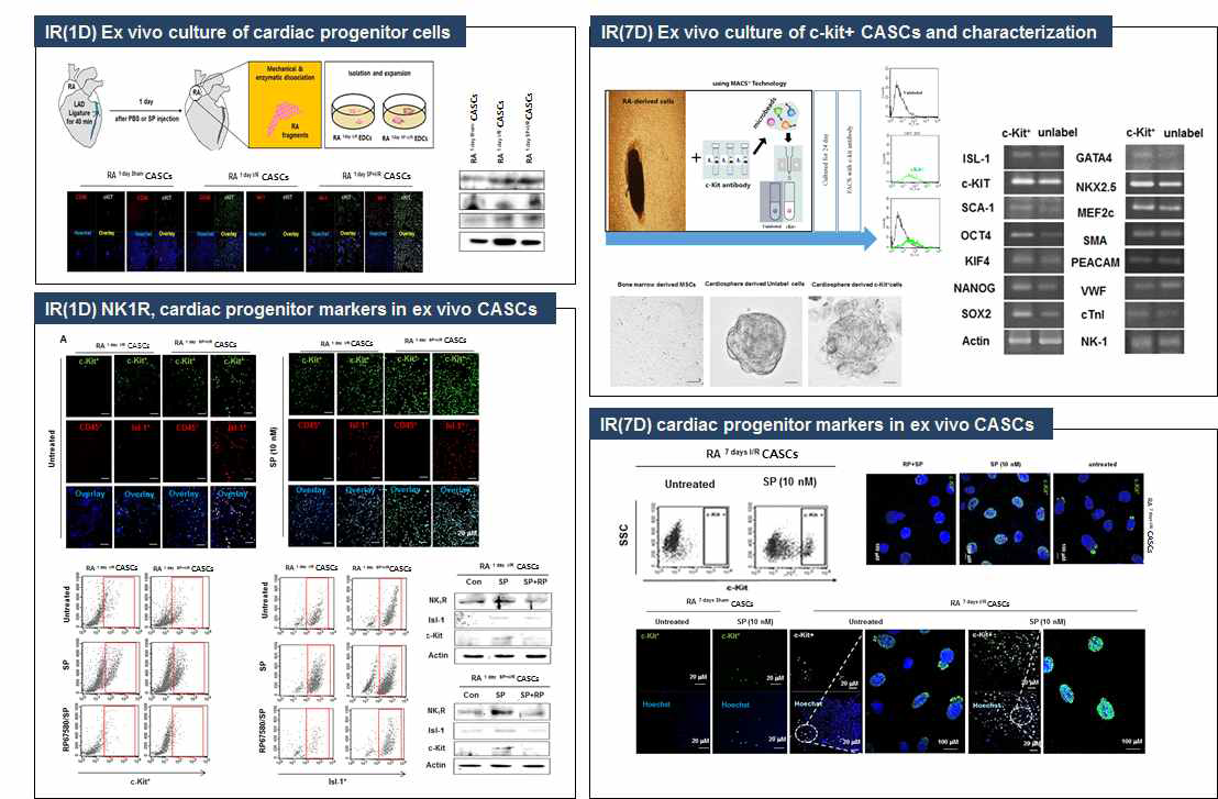 ex vivo 배양을 통한 SP 심장줄기세포 활성 분석