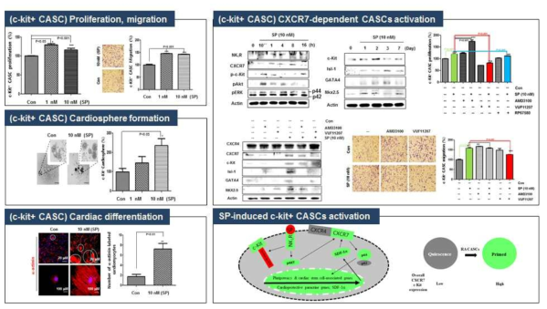 SP 에 의한 c-kit 양성 심근줄기세포 활성 및 기전도출
