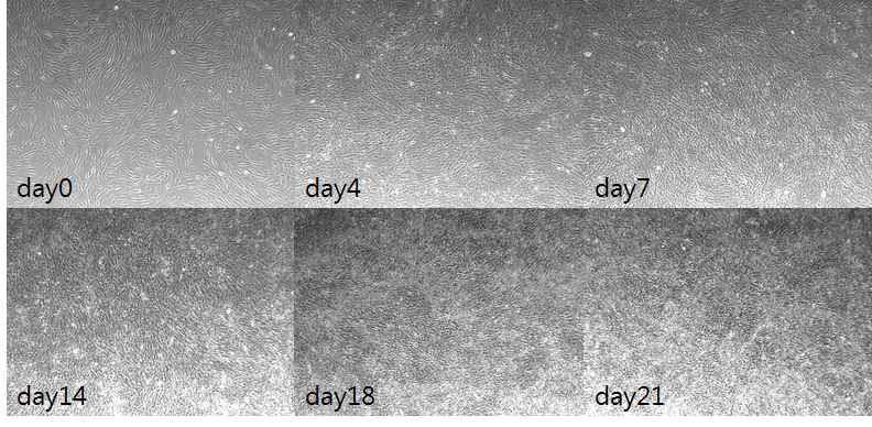 조골세포로의 분화 중의 사진. 중배엽줄기세포를 조골세포로 배양하면서 0,4,7,14,18,21에 찍은 사진.