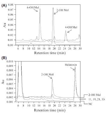 표준 멜라토닌 및 효소반응 산물 HPLC