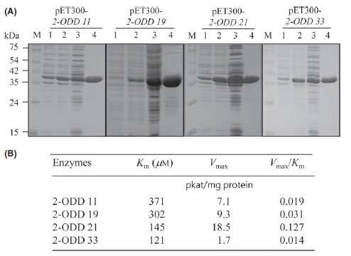 효소 kinetics 결과