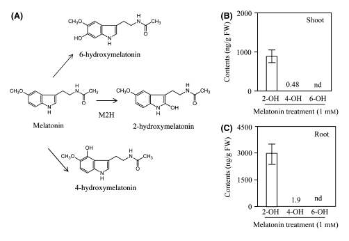 벼에 1 mM 멜라토닌을 처리 한 후, 대사되는 멜라토닌 대사물의 정량 결과.